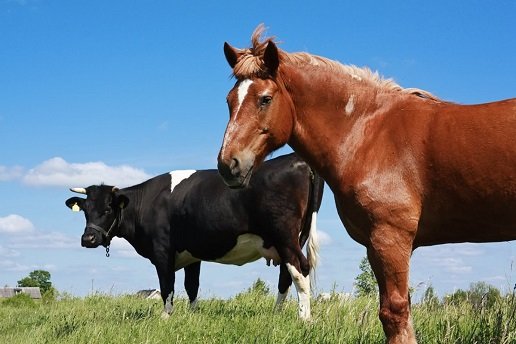 ВРХ закупівля. Куплю биків, корів, телят, лошат, коней - фото 1