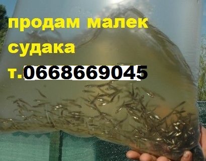 Продам малек (зарыбок) судака т.0668669045 - фото 1