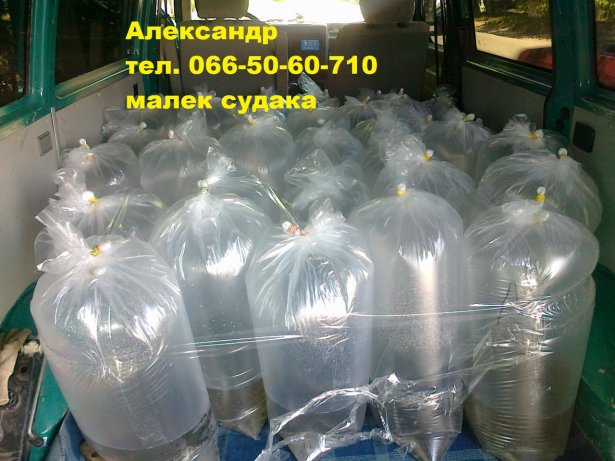 Продам малек (зарыбок) судака  тел. 066-50-60-710 - фото 1