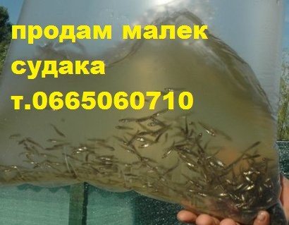 Продам малек (зарыбок) СУДАКА т.0665060710 - фото 1